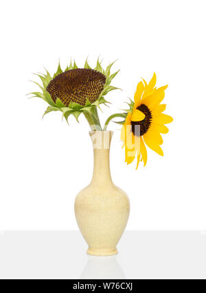 Frische Sonnenblumenkerne Kopf und separate Blume, knackt Glasur alte Vase, weisser Hintergrund. Stockfoto