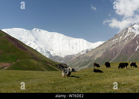 Die schöne Pamir, trekking Ziel. Blick auf den Peak Lenin und Yaks, Kirgisistan, Zentralasien. Stockfoto