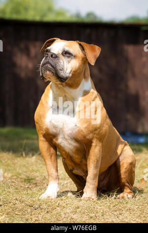 Olde English Bulldogge, Typ Leavitt Stockfoto