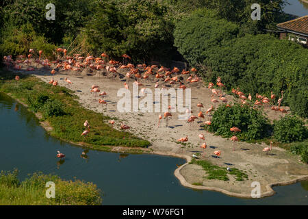 Karibik Flamingo an Slimbridge Stockfoto