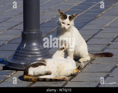 Zwei streunende Katzen spielen Stockfoto