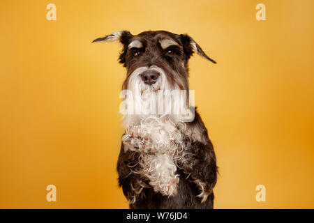 Schnauzer auf gelbem Hintergrund Stockfoto