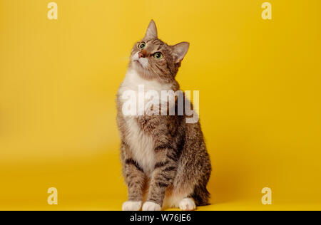 Aufmerksame Katze auf gelbem Hintergrund Stockfoto