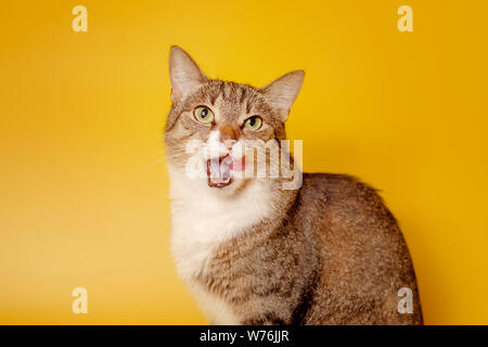 Cat licks Nase auf gelbem Hintergrund Stockfoto