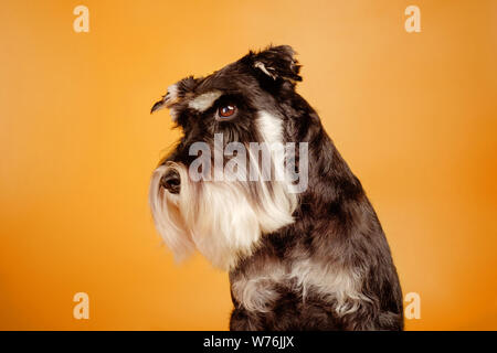 Schnauzer auf gelbem Hintergrund Stockfoto