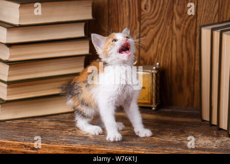 Kitty öffnete ihren Mund, als ob sie redete Stockfoto