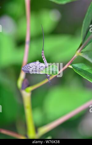 Mayfly (Ephemeroptera) in einem Werk, das in der grünen Natur mit Kopie Raum Stockfoto