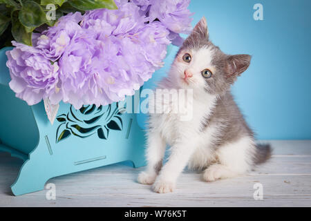 Eine Katze steht neben einer dekorativen Schachtel mit Blumen Stockfoto