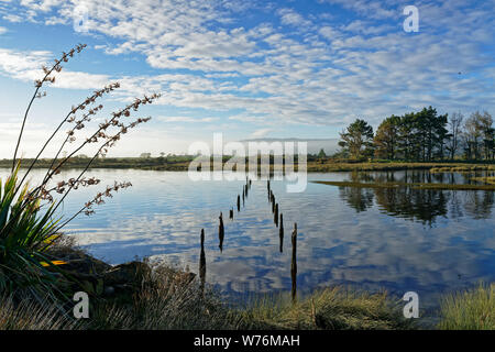 Alte Bahnlinie Brücke Beiträge, Estuary Gehweg, Karamea West Coast Region, Neuseeland. Stockfoto