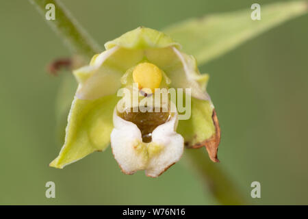 Broad-leaved helleborine Wildflower (Epipactis Helleborine), Großbritannien Stockfoto