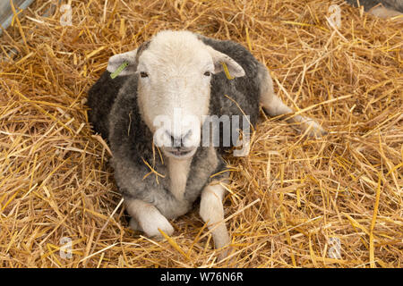 Herdwick-schafe, eine robuste Rasse von Viehbestand in Cumbria Stockfoto