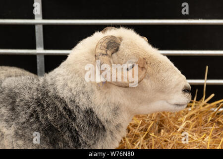 Ram, eine robuste Herdwick Schafzucht in Cumbria Stockfoto