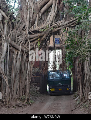 Safari Jeep führt durch einen engen alten Tor zum Ranthambore Nationalpark verschlungen durch einen enormen Banyan Tree, Rajasthan, Indien, Asien. Stockfoto