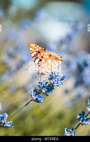 Vanessa cardui Schmetterling blau Lavendel Blumen Makro insekt Natur Nahaufnahme Sommer Stockfoto