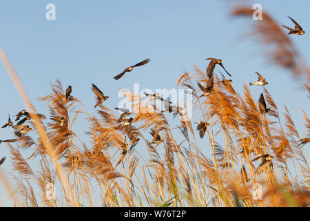 Wild Sand Martins im Herbst Migration, wilde Natur Stockfoto