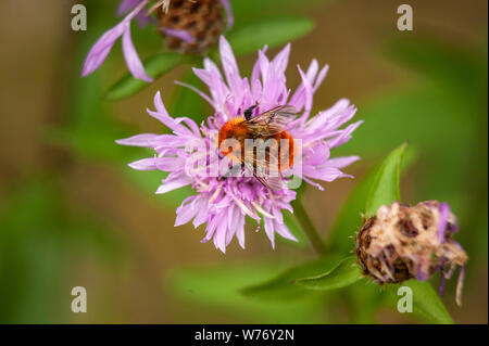 Hummel an einer kornblume Stockfoto