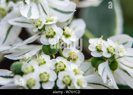 Euphorbia marginata Blume Makroaufnahme im Gewächshaus. Stockfoto