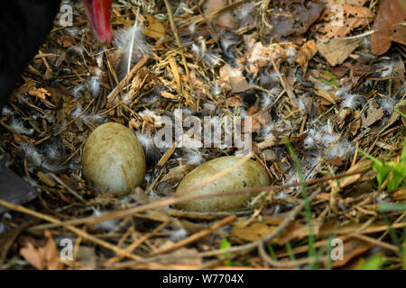 Black Swan nesting Eier in der Natur Umwelt Stockfoto