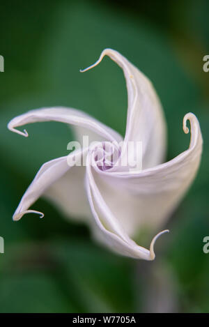 Jimson Weed oder Datura stramonium in Garten. Stockfoto