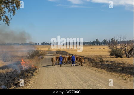 Bergville, Südafrika - Unbekannter Landarbeiter Antrieb eine kleine Herde von Rindern auf einer Schotterstraße, wo Brandschutzstreifen Brennen im Winter Gras sind Stockfoto