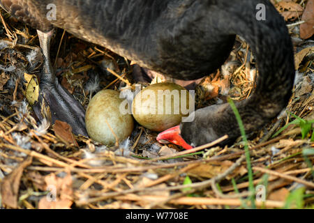 Black Swan nesting Eier in der Natur Umwelt Stockfoto