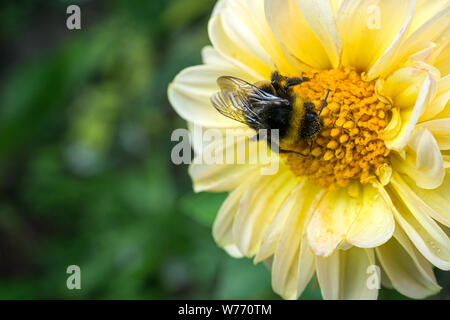 Rostig - gepatcht Bumblebee sammeln Nektar aus einer gelben Blüte. Stockfoto