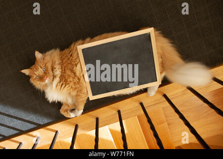 Top down Sicht von Ginger cat auf dem Boden liegend mit leeren Tafel zum Kopieren Raum Stockfoto