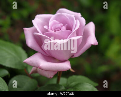 Nahaufnahme einer schönen rose bloom, Sorte Blue Moon Stockfoto
