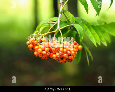 Cluster der roten Vogelbeeren hängen auf einem Ast und fangen das Sonnenlicht Stockfoto