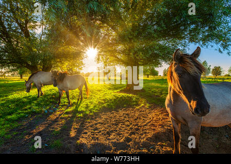 Konik Pferde grasen in der Natur im Sommer mit hellen Abend Sonnenlicht auf einer grünen Weide mit Bäumen - Lauwersmeer, Niederlande Stockfoto