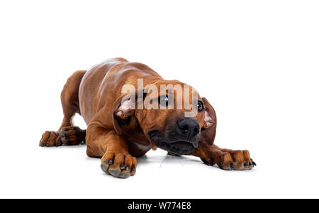 Ziemlich Rhodesian Ridgeback Welpen zur Festlegung/spielen. Auf Objektiv mit braunen Augen. Auf weissem Hintergrund. Stockfoto