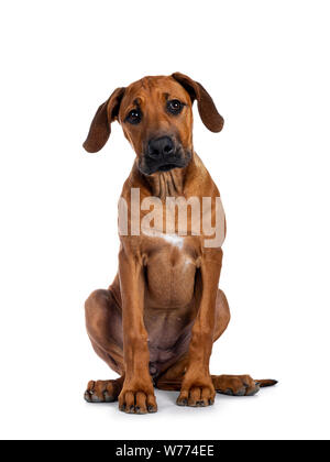 Ziemlich Rhodesian Ridgeback Welpen sitzen gerade nach oben. Suchen neben Objektiv mit braunen Augen und niedlichen Kopf neigen. Auf weissem Hintergrund. Stockfoto