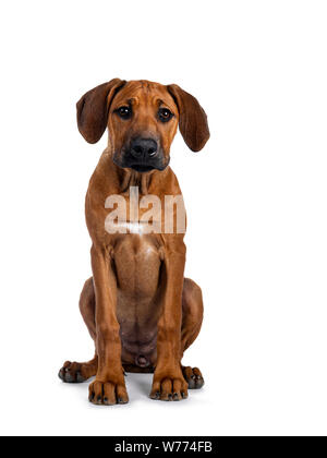 Ziemlich Rhodesian Ridgeback Welpen sitzen gerade nach oben. Auf der Suche nach Objektiv mit braunen Augen und Herabhängenden Gesicht auf weißem Hintergrund. Stockfoto