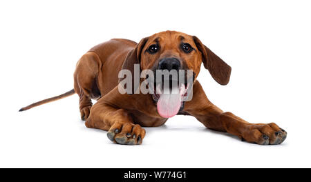 Ziemlich Rhodesian Ridgeback Welpen zur Festlegung/spielen. Auf Objektiv mit braunen Augen. Auf weissem Hintergrund. Die Zunge aus dem Mund. Stockfoto