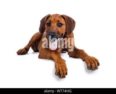 Ziemlich Rhodesian Ridgeback Welpe zur Seite. Auf Objektiv mit braunen Augen. Auf weissem Hintergrund. Mund geöffnet, die Zunge heraus. Pfoten o Stockfoto