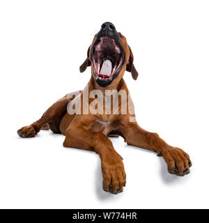 Ziemlich Rhodesian Ridgeback Welpen zur Festlegung. Gähnen mit vollständig geöffneten Mund, Zunge und Zähne. Auf weissem Hintergrund. Pfoten über die Kante. Stockfoto