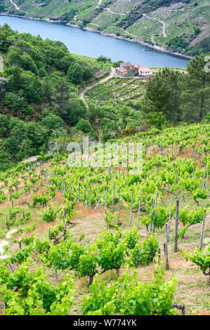 Weinbergen über dem Fluss Sil, in der Weinregion Ribeira Sacra, in der Nähe eines Teixeira, der an der Grenze zwischen den Provinzen Orense und Lugo, Galizien, Spanien Stockfoto