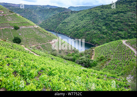 Weinbergen über dem Fluss Sil, in der Weinregion Ribeira Sacra, in der Nähe eines Teixeira, der an der Grenze zwischen den Provinzen Orense und Lugo, Galizien, Spanien Stockfoto