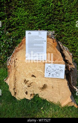 Ein Trap Log für das Elm Borkenkäfer in Preston Park Brighton, wo es die jüngsten Fälle von Ulmensterben wurde Stockfoto