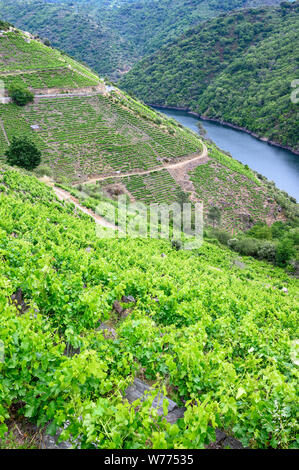 Weinbergen über dem Fluss Sil, in der Weinregion Ribeira Sacra, in der Nähe eines Teixeira, der an der Grenze zwischen den Provinzen Orense und Lugo, Galizien, Spanien Stockfoto