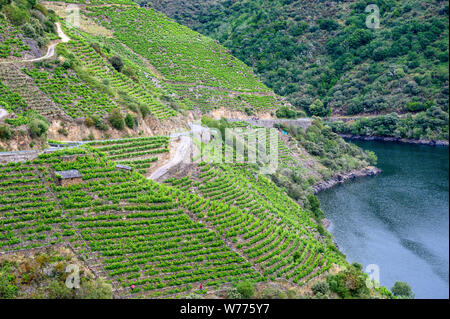 Weinbergen über dem Fluss Sil, in der Weinregion Ribeira Sacra, in der Nähe eines Teixeira, der an der Grenze zwischen den Provinzen Orense und Lugo, Galizien, Spanien Stockfoto