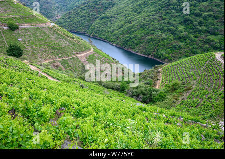 Weinbergen über dem Fluss Sil, in der Weinregion Ribeira Sacra, in der Nähe eines Teixeira, der an der Grenze zwischen den Provinzen Orense und Lugo, Galizien, Spanien Stockfoto