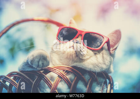 Porträt eines lustigen Katze tragen Sonnenbrillen liegen in einem Korb im Freien im Sommer. Katze Sommer genießen und sich die Sonne Stockfoto