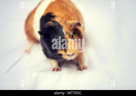 Portrait der Meerschweinchen auf einer weißen Decke Stockfoto