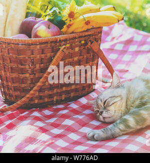 Siamesische Katze liegend auf einer Decke in der Nähe ein Picknick im Freien. Katze auf der Straße im Sommer Stockfoto