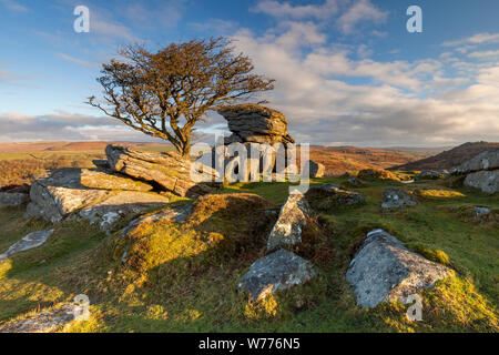 Ein Weißdorn Baum steht unter den Felsen in der Nähe von Sattel Tor im Dartmoor National Park in der frühen Morgensonne. Stockfoto