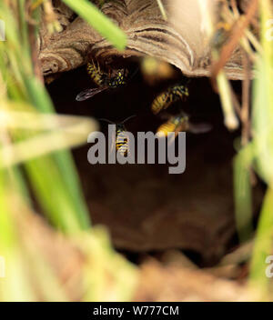 Eintritt in ein Wespennest Stockfoto