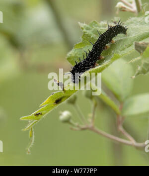 Tagpfauenauge Caterpillar Fütterung mit Brennnessel Stockfoto