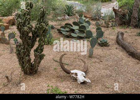 Eine Kuh Schädel, der Teil des Gartens Ornamentik im Quinta Mazatlan, einem historischen adobe Herrenhaus in einem Natur- und Vogelbeobachtung in McAllen, Texas, physische Beschreibung: 1 Foto: digital, tiff-Datei, Farbe. Hinweise: Titel, Datum, und die Schlüsselwörter, die auf Informationen der Fotograf.; Geschenk; Die lyda Hill Foundation; 2014; (DLC/PP 2014: 054).; Teil: Lyda Hill Texas Sammlung von Fotografien in Carol M. Highsmith ist Amerika Projekt in der Carol M. Highsmith Archiv.; Das Wort Quinta auf Spanisch übersetzt, um ein Land, Haus, Villa oder Immobilien. Wenn die Besitzer, Jason & Marcia Stockfoto