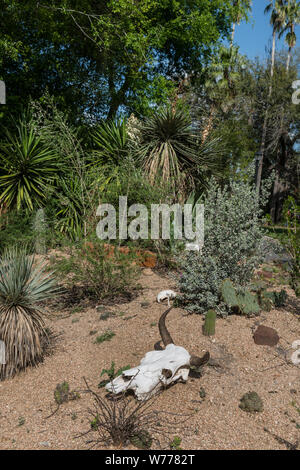 Eine Kuh Schädel, der Teil des Gartens Ornamentik im Quinta Mazatlan, einem historischen adobe Herrenhaus in einem Natur- und Vogelbeobachtung in McAllen, Texas, physische Beschreibung: 1 Foto: digital, tiff-Datei, Farbe. Hinweise: Titel, Datum, und die Schlüsselwörter, die auf Informationen der Fotograf.; Geschenk; Die lyda Hill Foundation; 2014; (DLC/PP 2014: 054).; Teil: Lyda Hill Texas Sammlung von Fotografien in Carol M. Highsmith ist Amerika Projekt in der Carol M. Highsmith Archiv.; Das Wort Quinta auf Spanisch übersetzt, um ein Land, Haus, Villa oder Immobilien. Wenn die Besitzer, Jason & Marcia Stockfoto